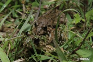 ヌマガエルの抱接
