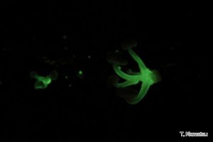 ホシノヒカリタケ ホシノヒカリタケ