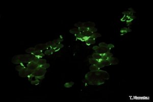 アミヒカリタケ アミヒカリタケ