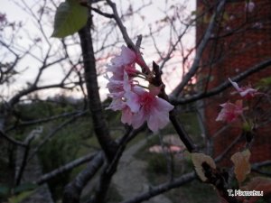 風樹館の桜