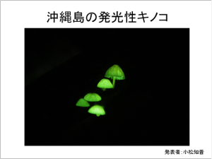 「沖縄の発光性キノコ」発表