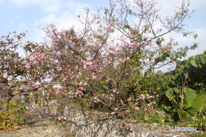 風樹館の桜