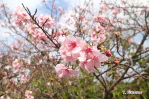 風樹館の桜