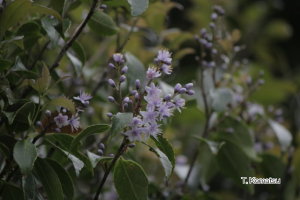 アオバナハイノキ